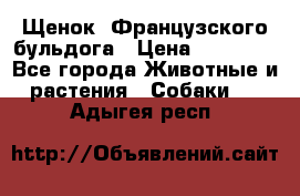 Щенок  Французского бульдога › Цена ­ 35 000 - Все города Животные и растения » Собаки   . Адыгея респ.